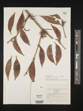 Phoradendron piperoides image
