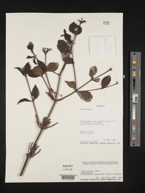 Phoradendron piperoides image