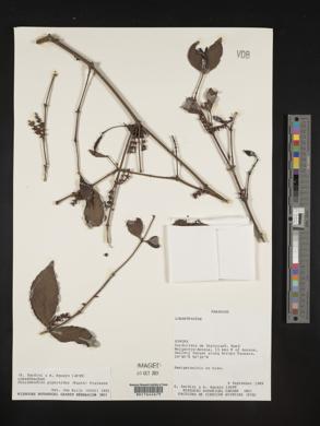 Phoradendron piperoides image