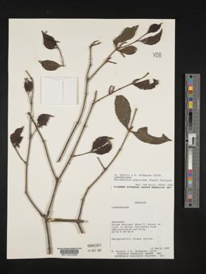 Phoradendron piperoides image