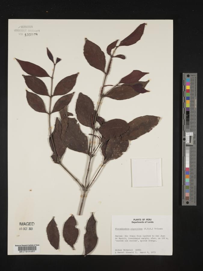 Phoradendron piperoides image