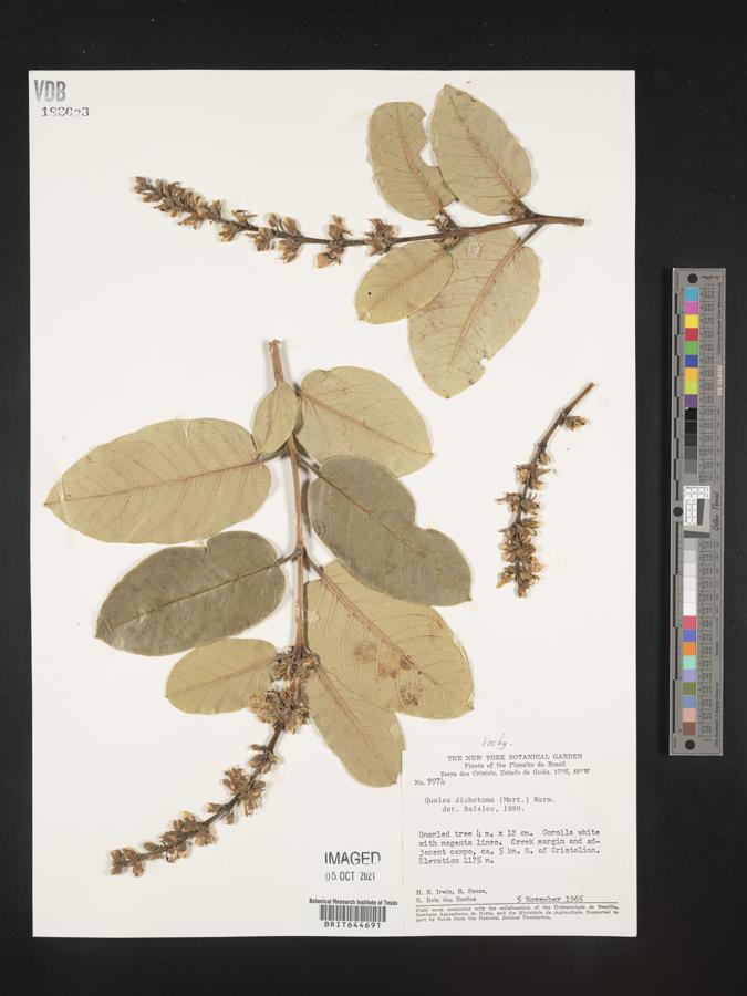 Qualea cordata subsp. dichotoma image