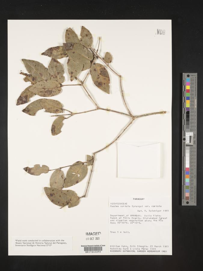 Qualea image