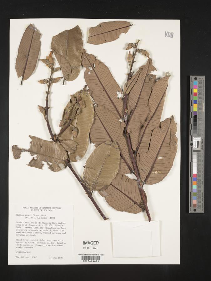Vochysiaceae image