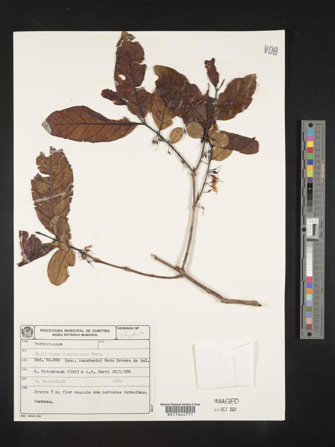Callisthene fasciculata image