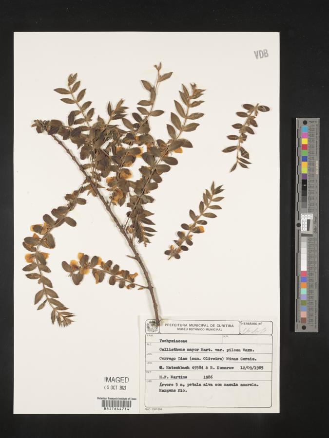 Callisthene major image