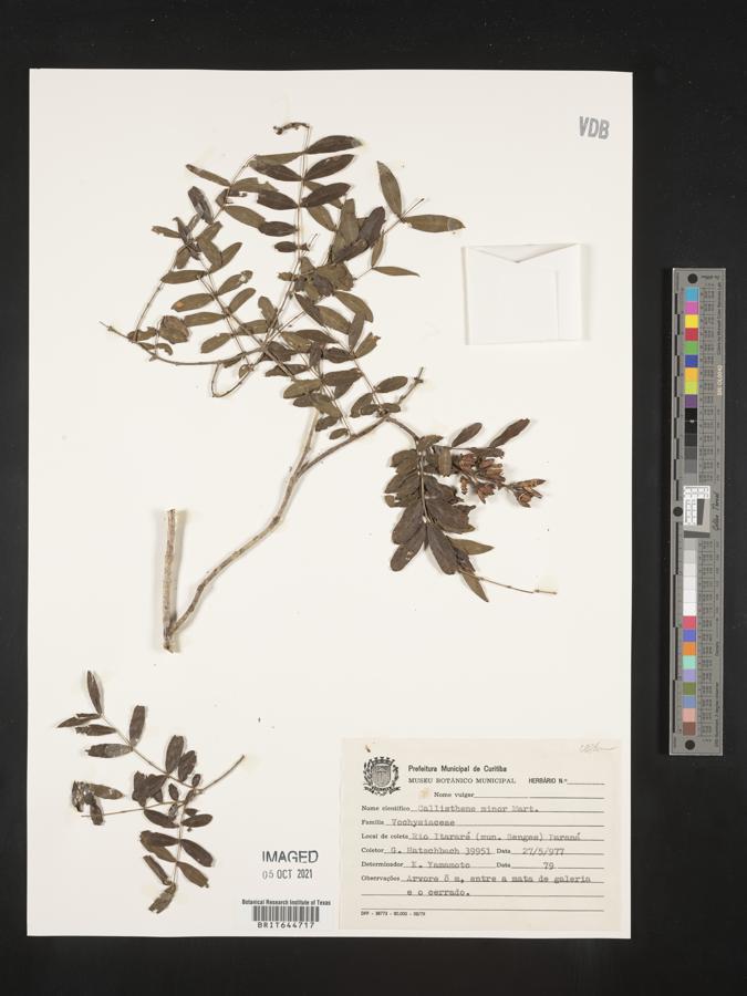 Callisthene minor image