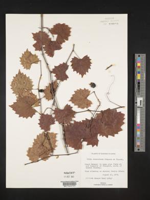 Vitis munsoniana image