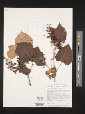 Vitis tiliifolia image