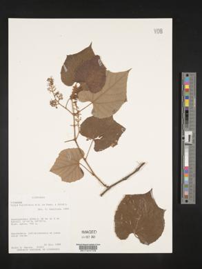 Vitis tiliaefolia image