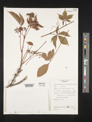 Parthenocissus inserta image