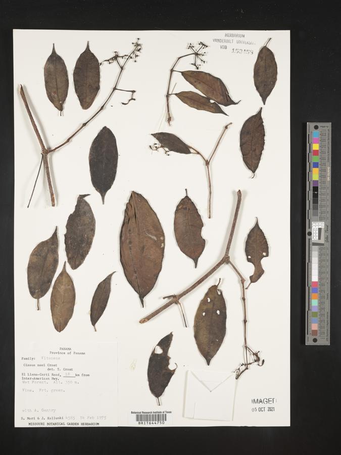 Cissus neei image