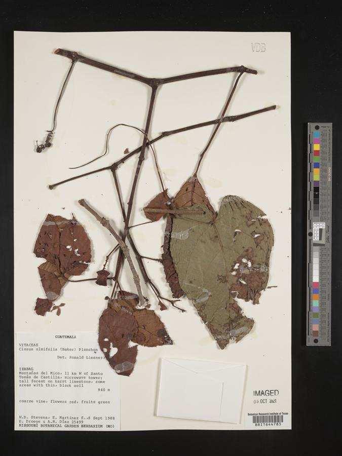 Cissus ulmifolia image