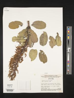 Vochysia elliptica image
