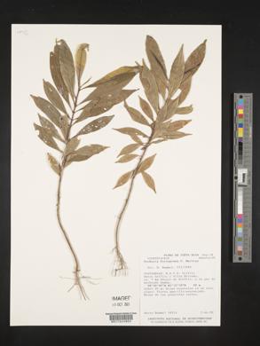 Vochysia ferruginea image