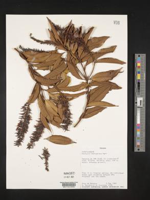 Vochysia ferruginea image