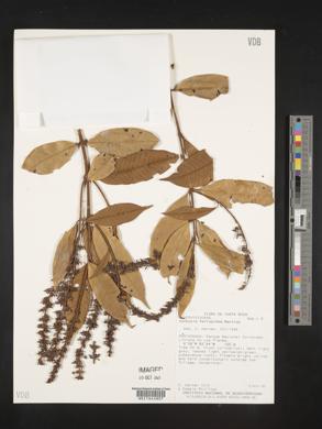Vochysia ferruginea image