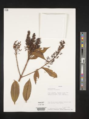 Vochysia ferruginea image