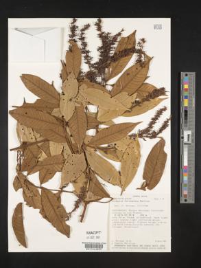 Vochysia ferruginea image