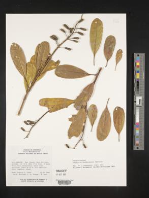 Vochysia hondurensis image