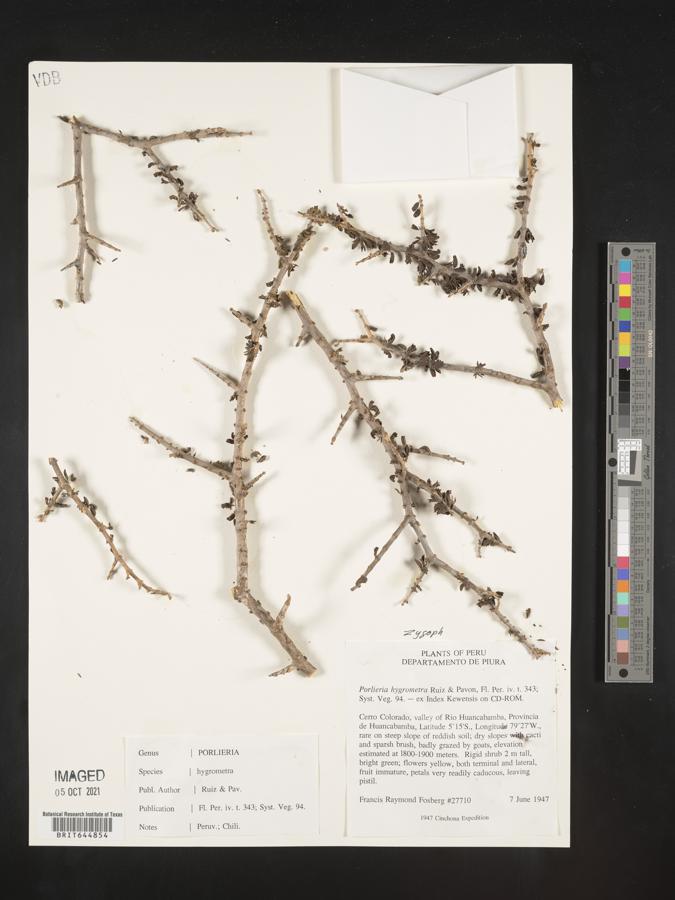 Porlieria hygrometra image