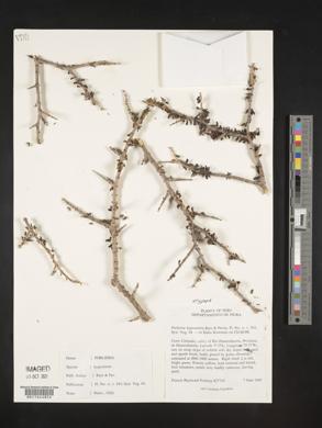 Porlieria hygrometra image