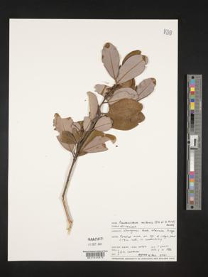 Pseudowintera axillaris image