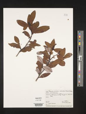 Pseudowintera colorata image