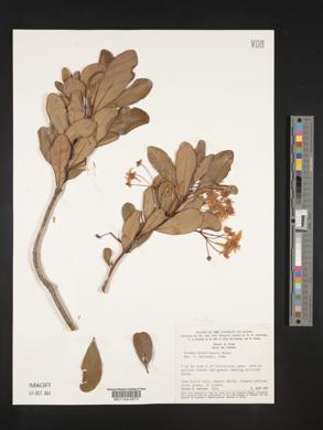 Drimys brasiliensis image
