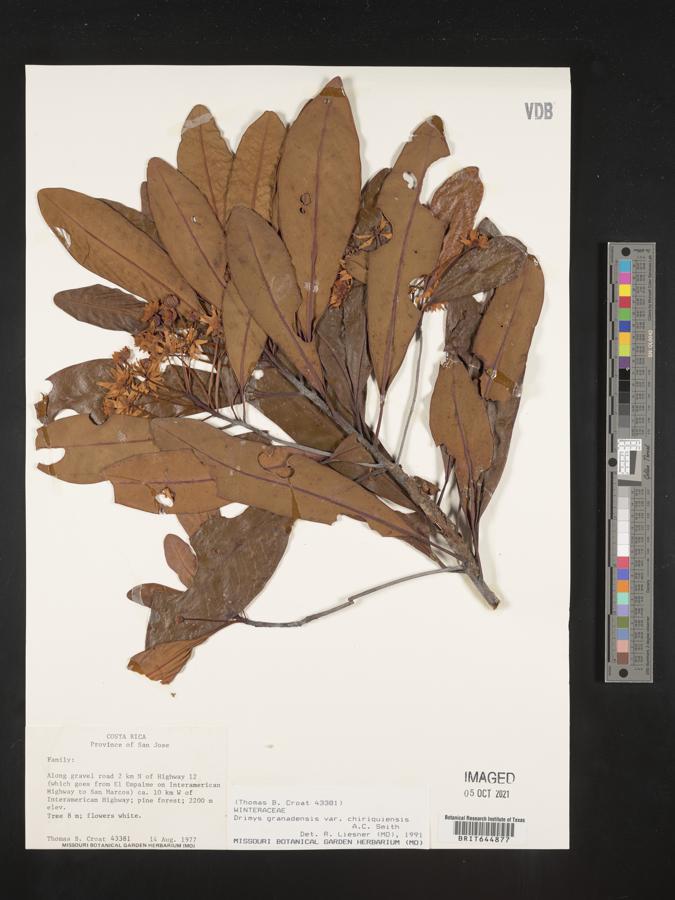 Drimys granadensis var. chiriquiensis image