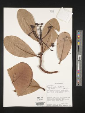 Zygogynum pancheri subsp. pancheri image