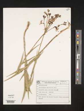 Image of Alstroemeria apertiflora