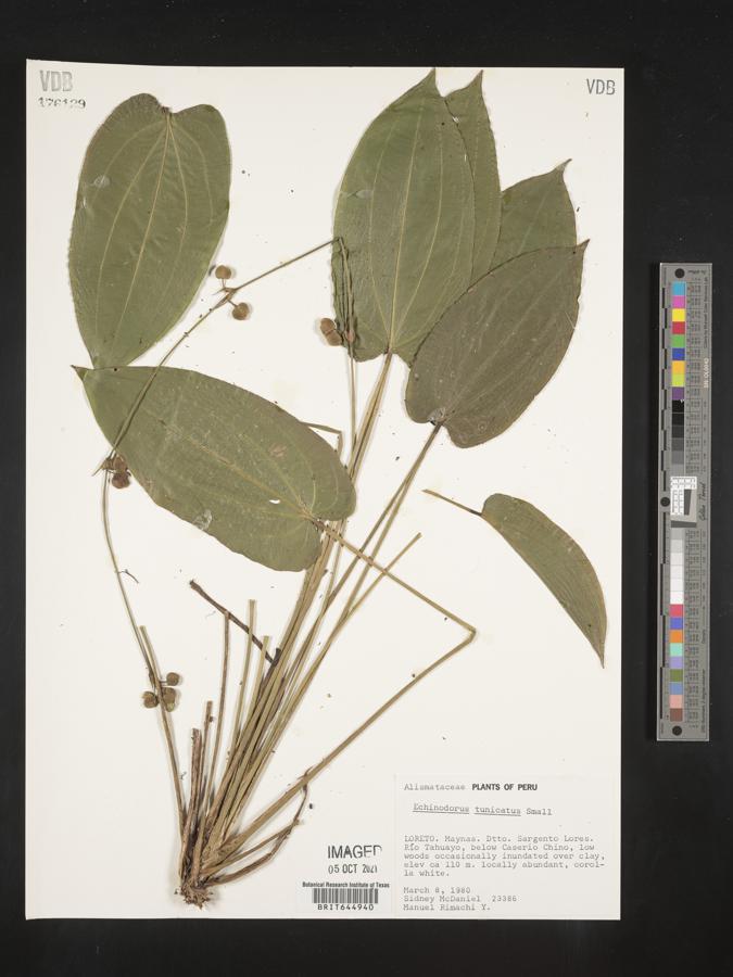 Echinodorus tunicatus image
