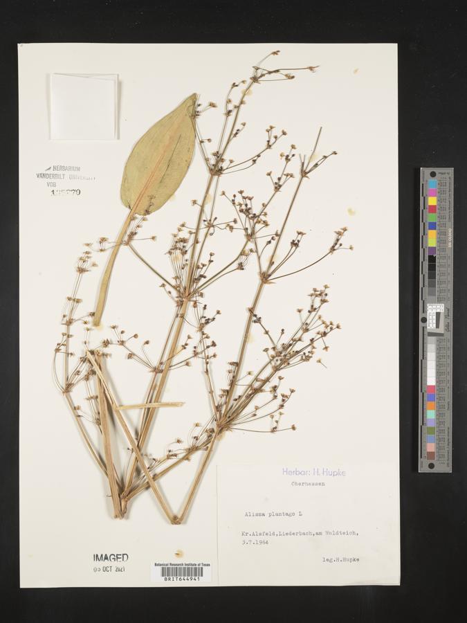 Alisma plantago image