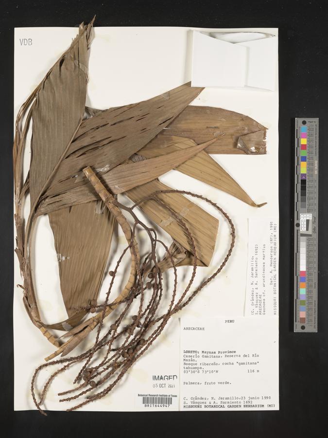 Geonoma stricta subsp. arundinacea image