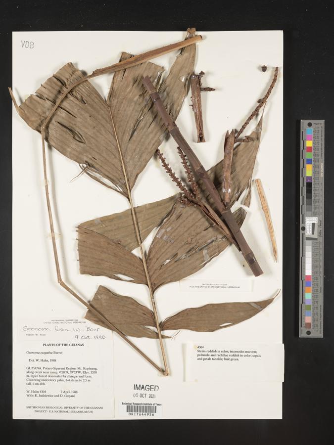 Geonoma aspidiifolia image