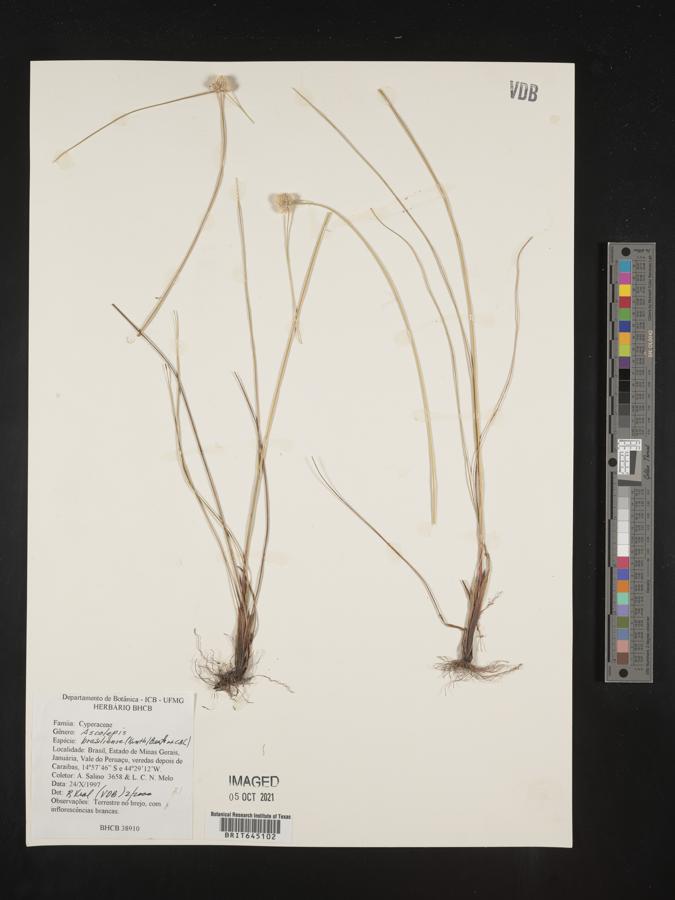 Ascolepis brasiliensis image