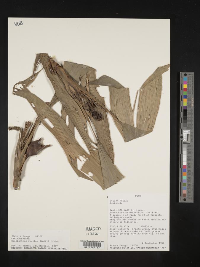 Evodianthus funifer image