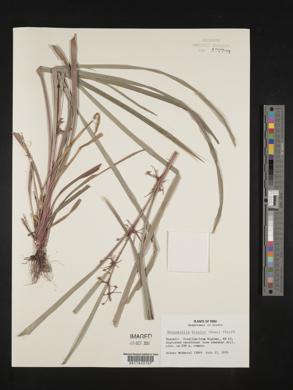 Calyptrocarya bicolor image