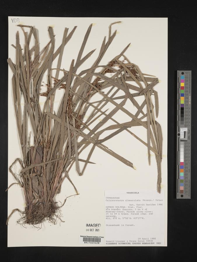 Calyptrocarya image