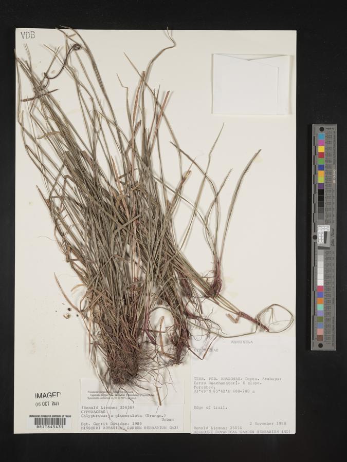 Calyptrocarya glomerulata image