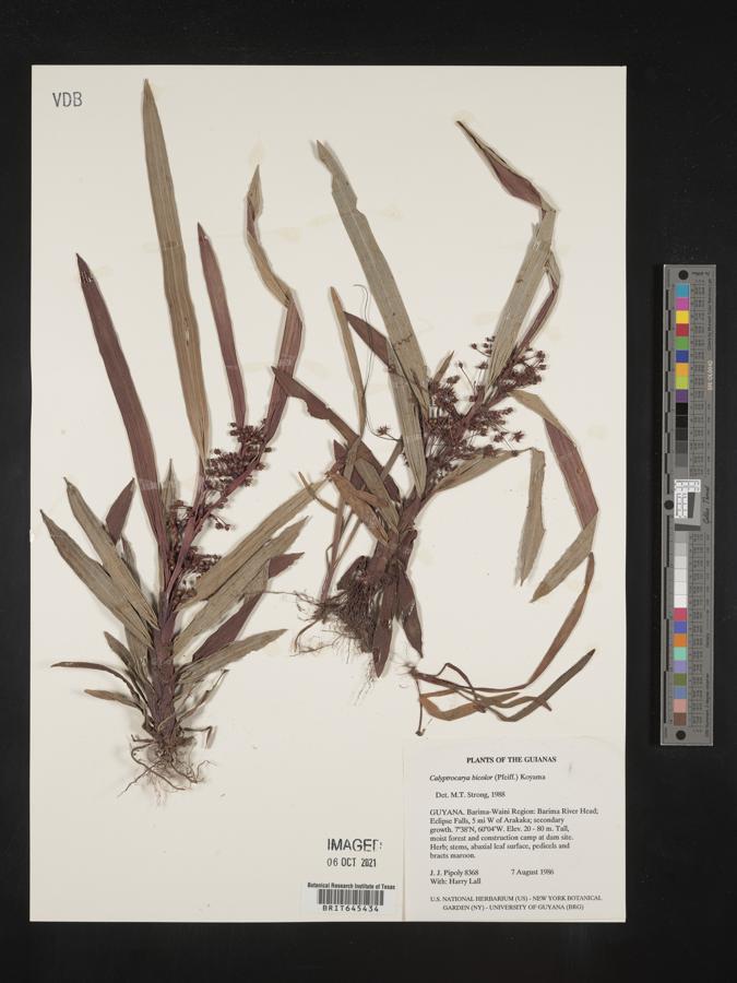 Calyptrocarya bicolor image