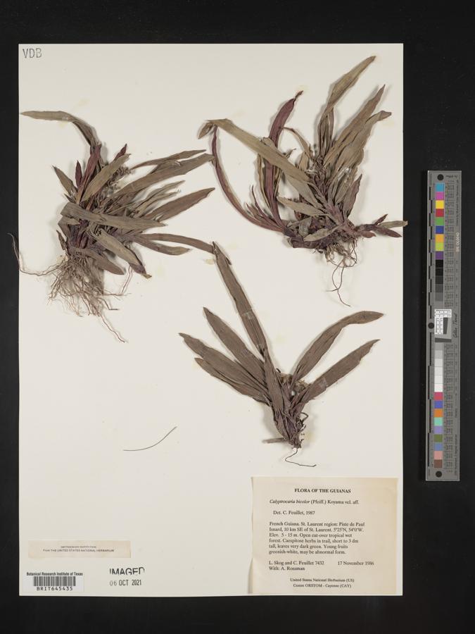 Calyptrocarya bicolor image