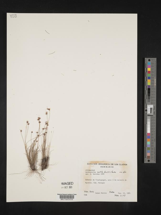 Bulbostylis vestita image