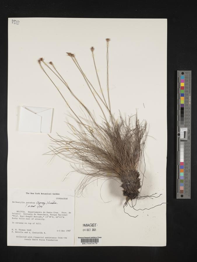 Bulbostylis paradoxa image