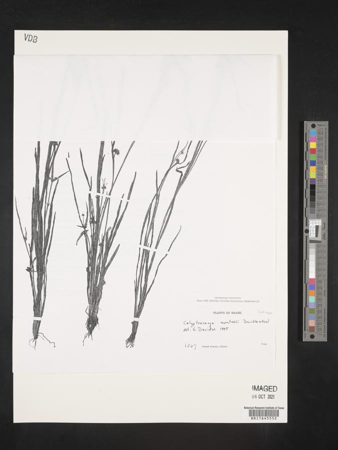 Calyptrocarya montesii image