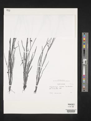 Image of Calyptrocarya montesii