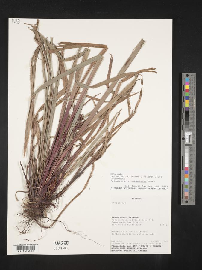 Calyptrocarya poeppigiana image