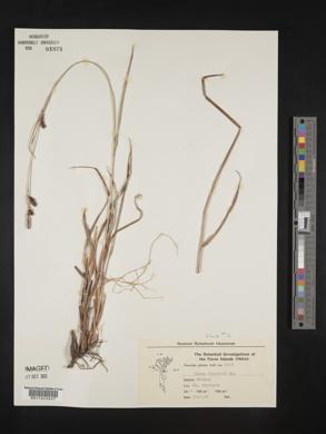 Carex binervis image