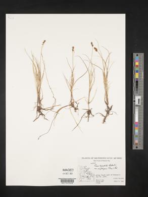 Carex glareosa subsp. amphigena image
